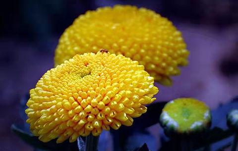 秋菊在线观看手机,穿越时空的乡村传奇